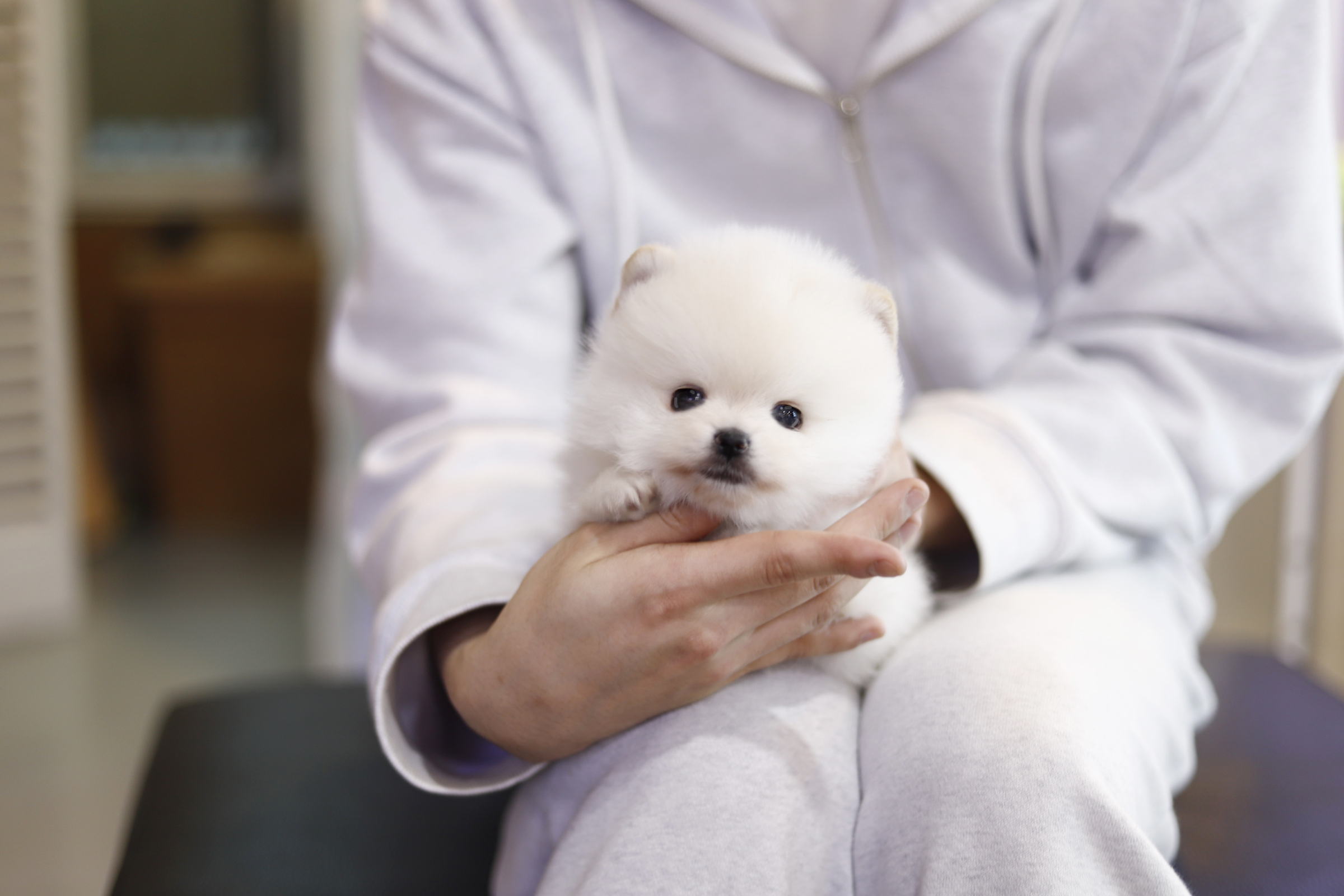 포메라니안(여아)(20만원부터)