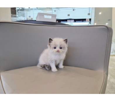 렉돌 분양합니다