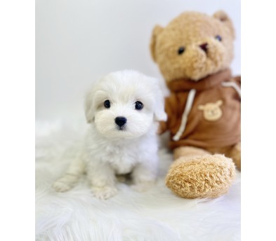 꼬숑 분양합니다