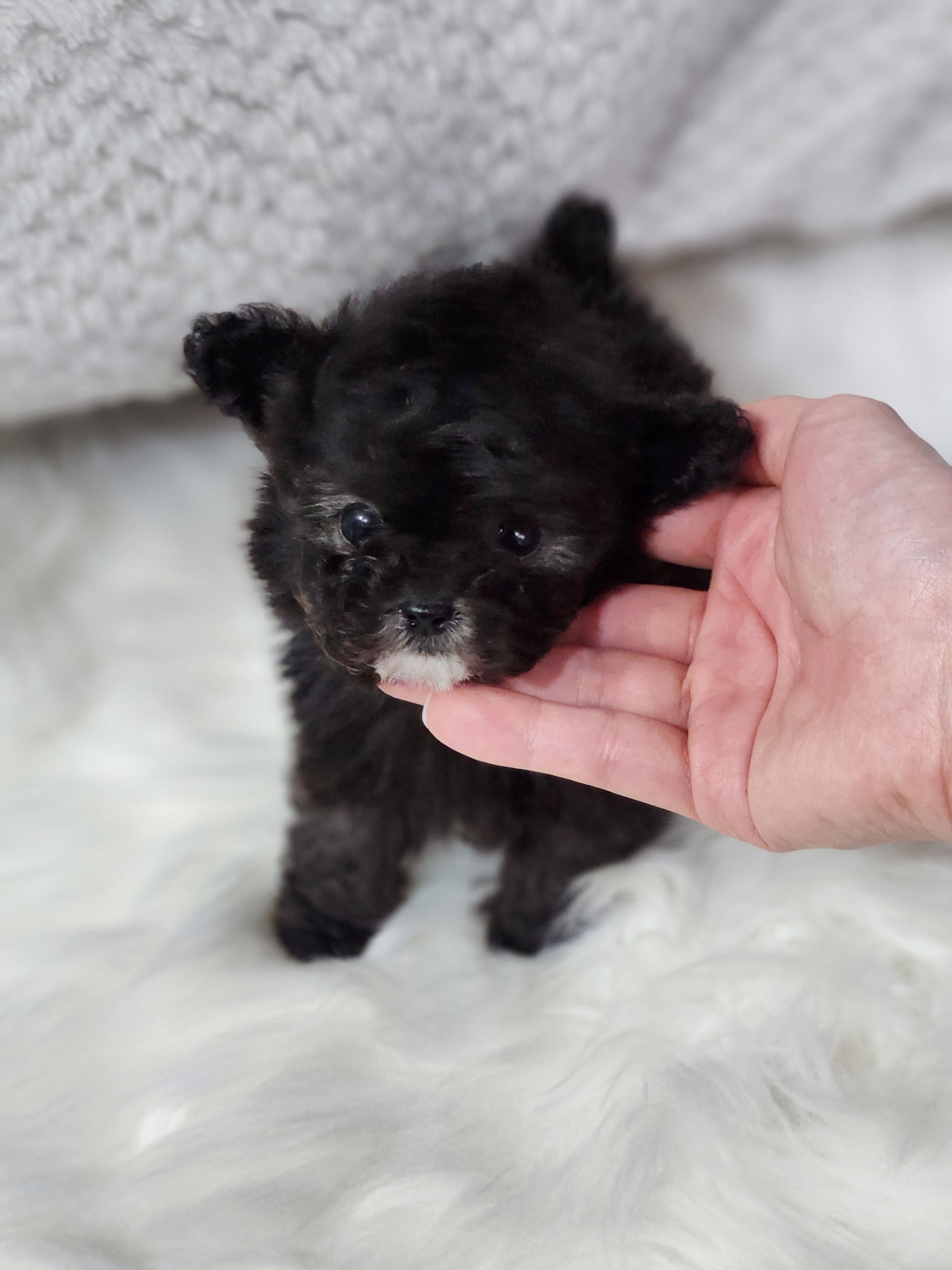 실버토이푸들 분양합니다