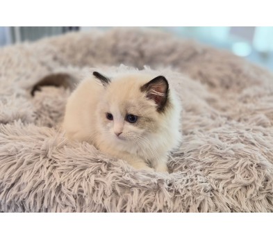 렉돌 분양합니다!