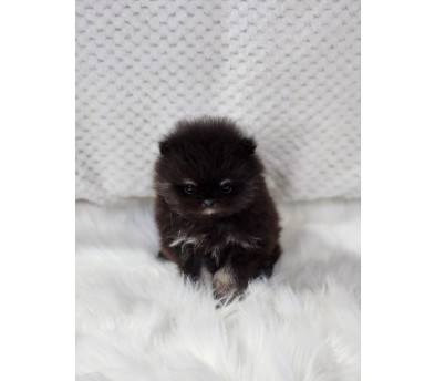 포메라니안 분양합니다!