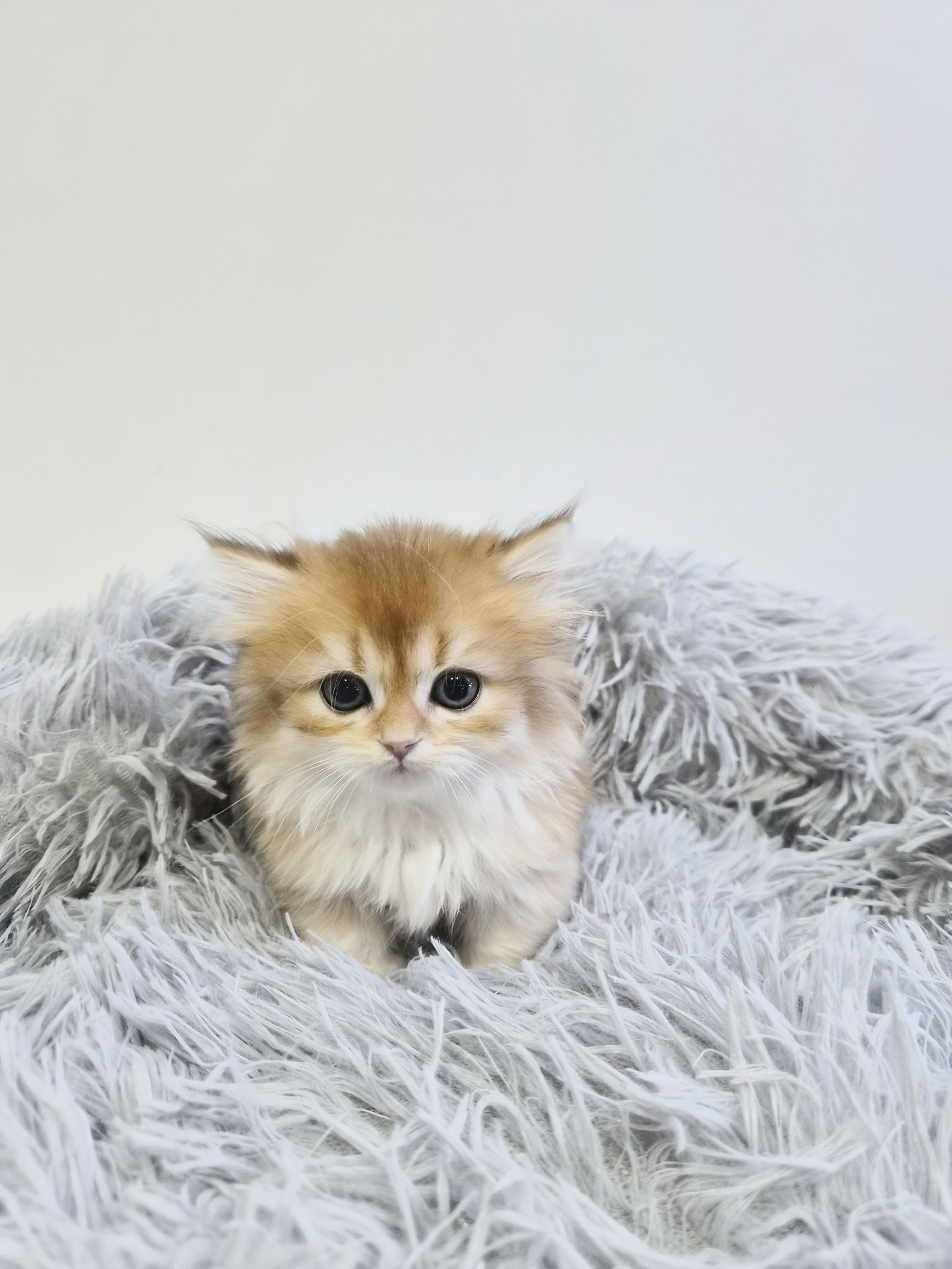 먼치킨 분양합니다!