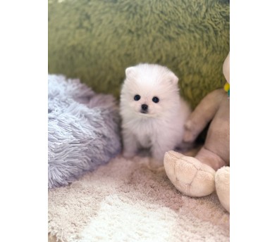 포메라니안(나나)(분양중)